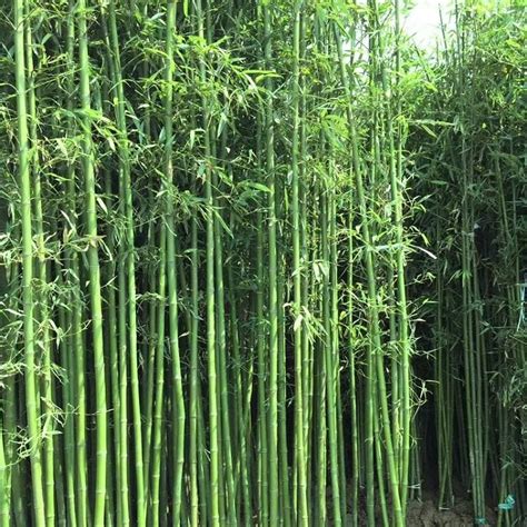 竹子哪裡買